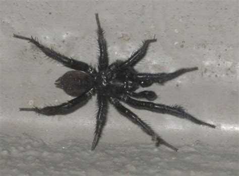 identifying hairy spiders native to minnesota other