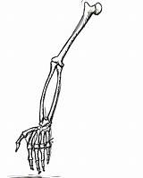 Skeleton Clipartmag sketch template