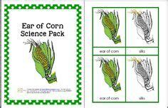 parts   ear  corn worksheet ear parts ears  corn preschool labels