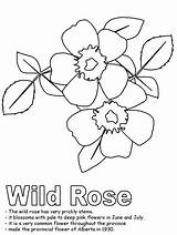 Coloring Rose Wild Pages Kidzone Alberta Ws Iowa Drawing Flag Line Flower Clip Activities Hard Canadian Flowers Canada Popular State sketch template