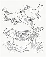 Coloring Sparrow Pages Bdv Birds Three Kids Library Clipart Sketch sketch template