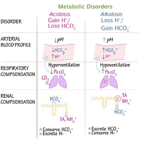 physiology glossary acidosis alkalosis   compensations