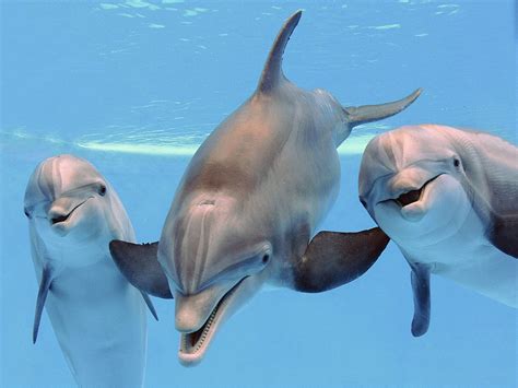 dolphins characteristics types habitat