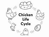 Cycle Chicken Life Drawing Freebie Teacherspayteachers Teachers Getdrawings Pay Paintingvalley Preview sketch template