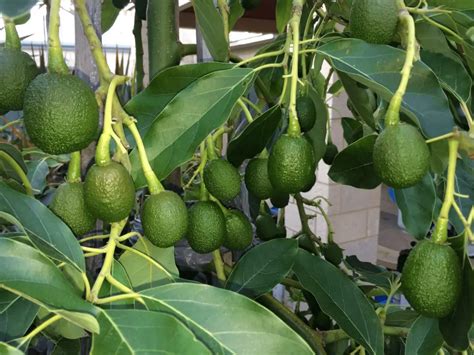 How To Grow Avocado Indoors Plant Instructions
