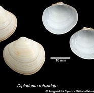 Afbeeldingsresultaten voor "diplodonta Rotundata". Grootte: 186 x 185. Bron: naturalhistory.museumwales.ac.uk