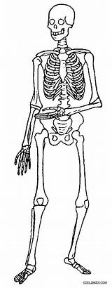 Skelett Cool2bkids Ausdrucken Halloween sketch template
