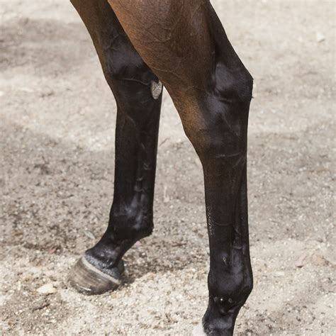 white leg markings  horses