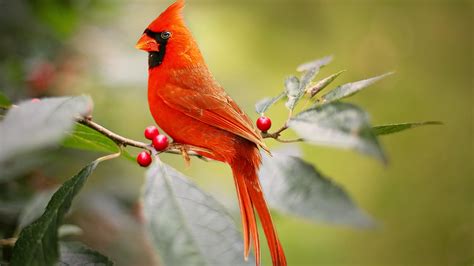 red cardinal bird  sitting  red berry tree branch   hd birds