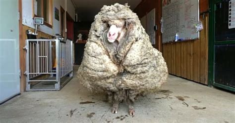 overgrown sheep baarack    pounds  wool sheared
