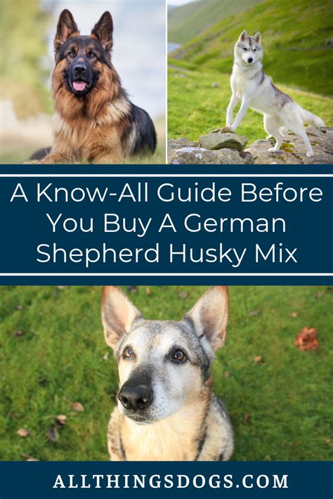 Looking For A German Shepherd Husky Mix For Sale German Shepherd