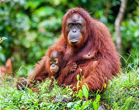 save orangutans  joining  utan republiks livestream