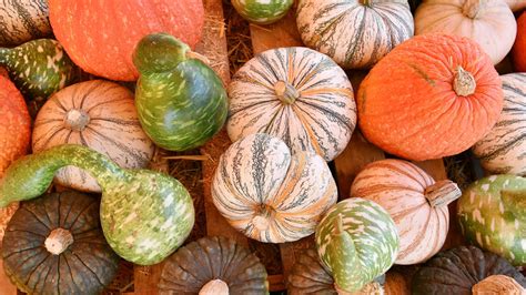 7 Ways To Prevent Your Pumpkin From Rotting Kgan