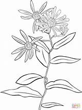 Coloring Echinacea Coneflower Purple Pages Drawing Purpurea Printable Flower 1112 1500px 57kb sketch template