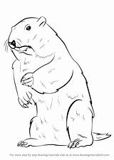 Groundhog Draw Drawing Step Rodents Tutorials Drawingtutorials101 sketch template