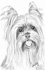Yorkie Teacup Yorkies Typically Partager Puppies Quickdrawing sketch template