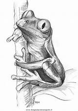 Frosch Rana Rane Disegni Bleistift Zeichnung Skizzen Colorare Acquatici Pesci Coloringpagesforadult Frogs Frosche Gratismalvorlagen sketch template