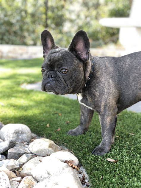 blue frenchie puppy ralphie puppies frenchie puppy blue frenchie