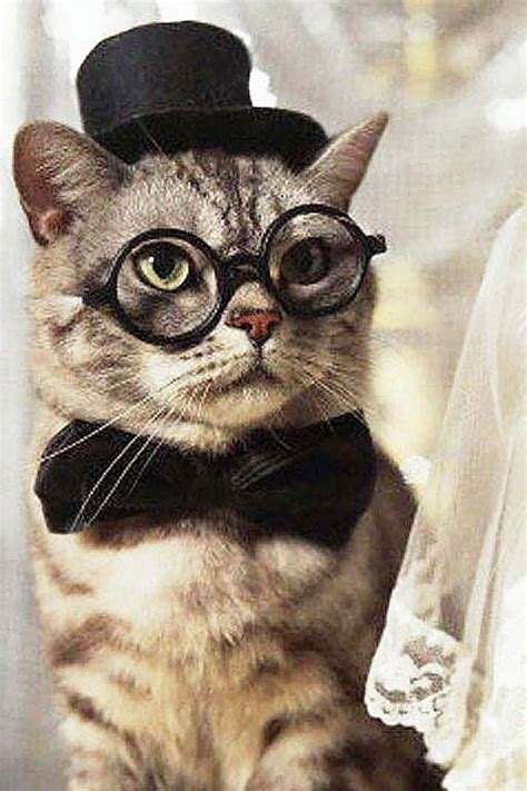 21 best cats with glasses images on pinterest kitty cats funny cats