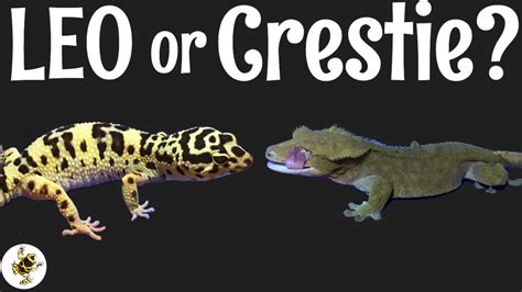 leopard gecko or crested gecko youtube