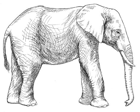 simple  drawing elephant  getdrawings