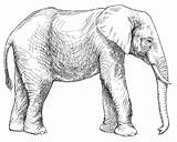 Elephant Drawing Line Simple African Getdrawings sketch template