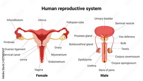 male  female reproductive system  main parts labeled anatomy human anterior views