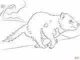 Tasmanian Devil Coloring Pages Trending Days Last Drawing sketch template