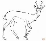 Springbok Gazelle Antelope Antilope Kolorowanki Antylopa Colorier Druku Impala Kleurplaten Kolorowanka Categorieën sketch template