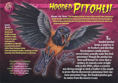 hooded pitohui weird  wild creatures wiki fandom