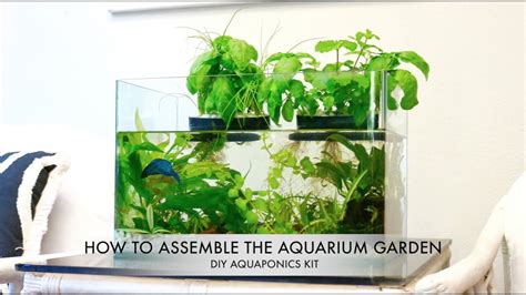 aquarium garden diy aquaponics kit youtube