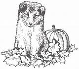 Sheltie Autumn Sheepdog Dogstampsplus sketch template