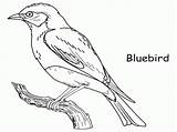 Bluebird sketch template