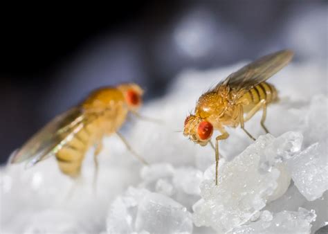 fruit flies    rid  fruit flies fruit fly infestations