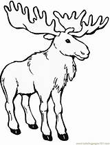 Moose Realistic Coloring Printable Pages Color Animals Online Kids Outline Canada Head Print Printables Animal sketch template