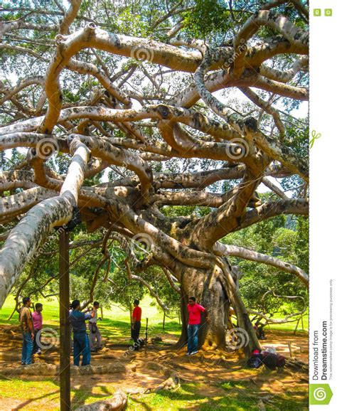 peradeniya sri lanka    royal botanical garden editorial photography image