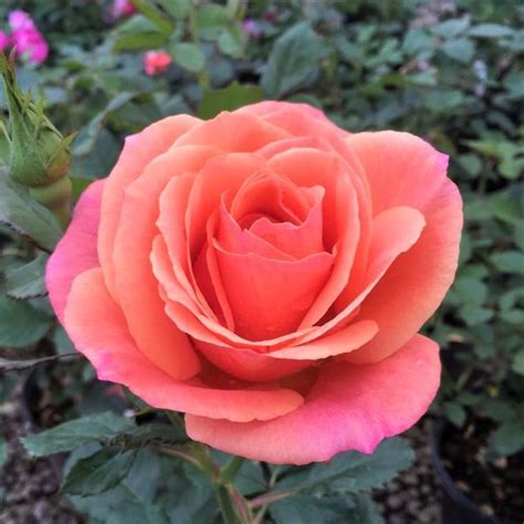 Anna S Promise® Rose Buy At Nature Hills Nursery