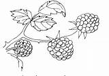 Trees Colouring Berries Pages Coloring sketch template