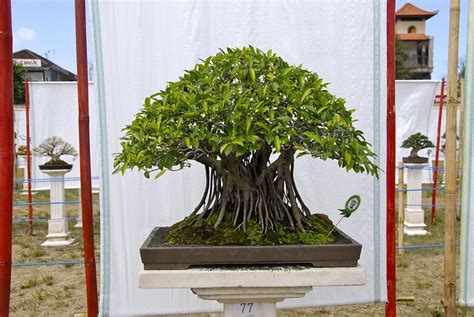 bonsai banyan tree flickr photo sharing