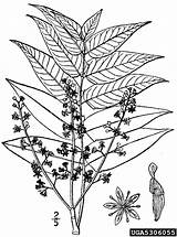 Usda Nrcs Database Plants Bugwood sketch template