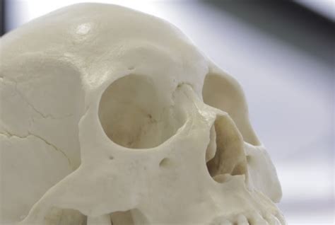 identifying the sex of a skull