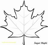 Leaf Maple Coloring Leaves Outline Drawing Sugar Pages Printable Clipart Canadian Fall Template Templates Color Tree Kids Colouring Japanese Simple sketch template