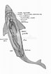 Afbeeldingsresultaten voor blinde haai Anatomie. Grootte: 73 x 104. Bron: nl.dreamstime.com