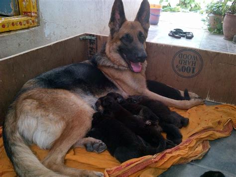 German Shepherd Puppies For Sale Pujala Vivek Kumar 1