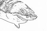 Sharks Shark Filminspector Downloadable Cartilaginous Slits Gill sketch template