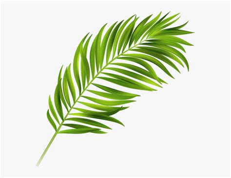 image result  palm leaves tropical leaf graphic hd png