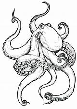 Octopus Drawing Kraken Tattoo Realistic Dessin Outline Drawings Tattoos Leather Poulpe Pieuvre Baby Beautiful Sketch Designs Tentacles Sketches Draw Easy sketch template