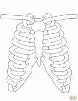 Rib Cage Human Drawing Ribs Coloring Printable Pages Getdrawings sketch template