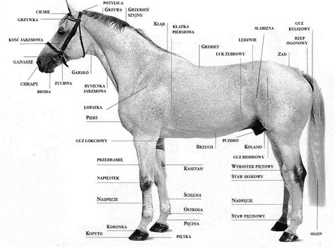 anatomia konia wszystko  koniach wikia fandom powered  wikia
