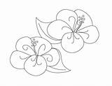 Flower Hibiscus Coloring Fancy Drawing Buggy Dune Color Getdrawings sketch template